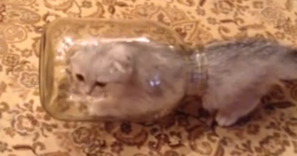 Gato contorcionista descobre um frasco de vidro