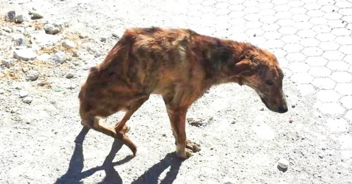 Mulher de férias encontra cão com a espinha partida e adopta-o
