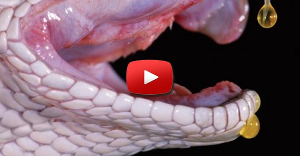 O que o veneno de uma cobra pode fazer ao nosso sangue