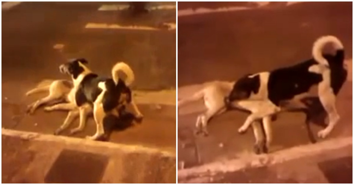 Cão desesperado tenta proteger corpo de amigo atropelado no meio da estrada