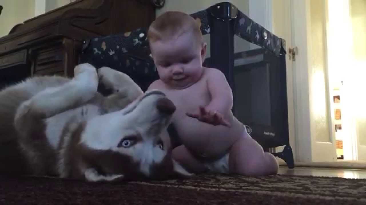 O amor entre entre este bebé e este Husky é qualquer coisa de admirável