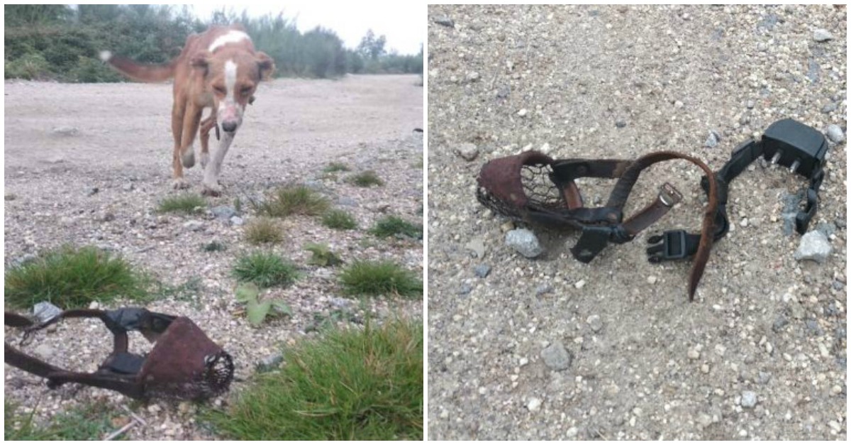 Jovens salvam cão de coleira de choques elétricos durante caminhada em Vieira do Minho