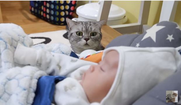 Fofinho: O primeiro contacto de 3 gatinhos com um bebé