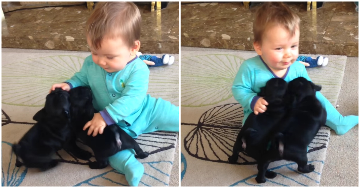 Bebé adorávelmente brinca com dois cachorrinhos
