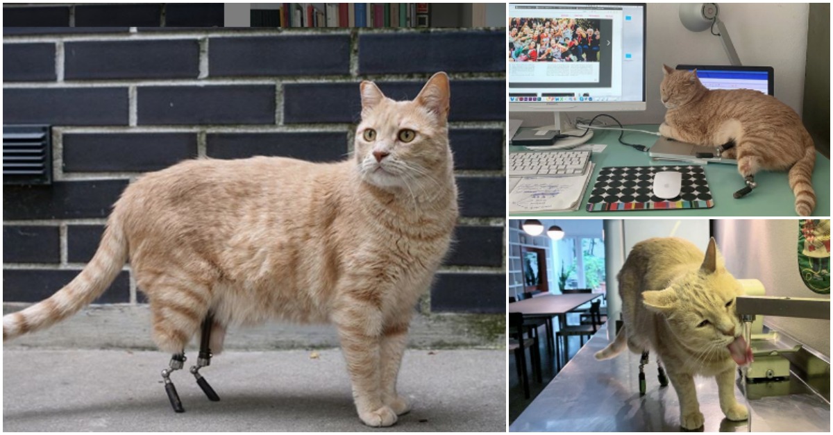 Conhece Vito... o gato biónico que é uma estrela entre os internautas!