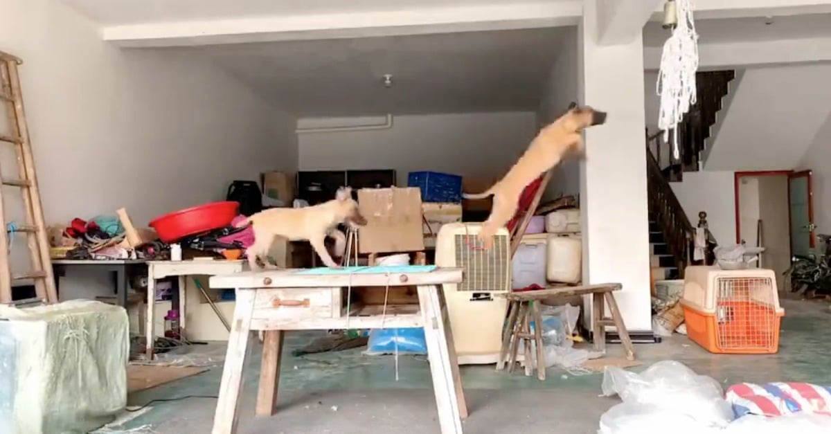 Filhotes de cão aproveitam cordas penduradas no teto para brincar