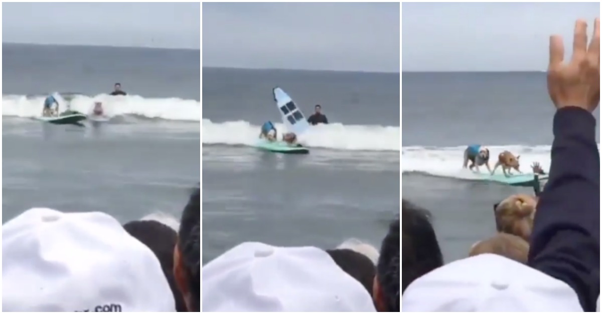 Cão numa prancha de surf faz acrobacia INCRÍVEL para evitar chocar com outro patudo