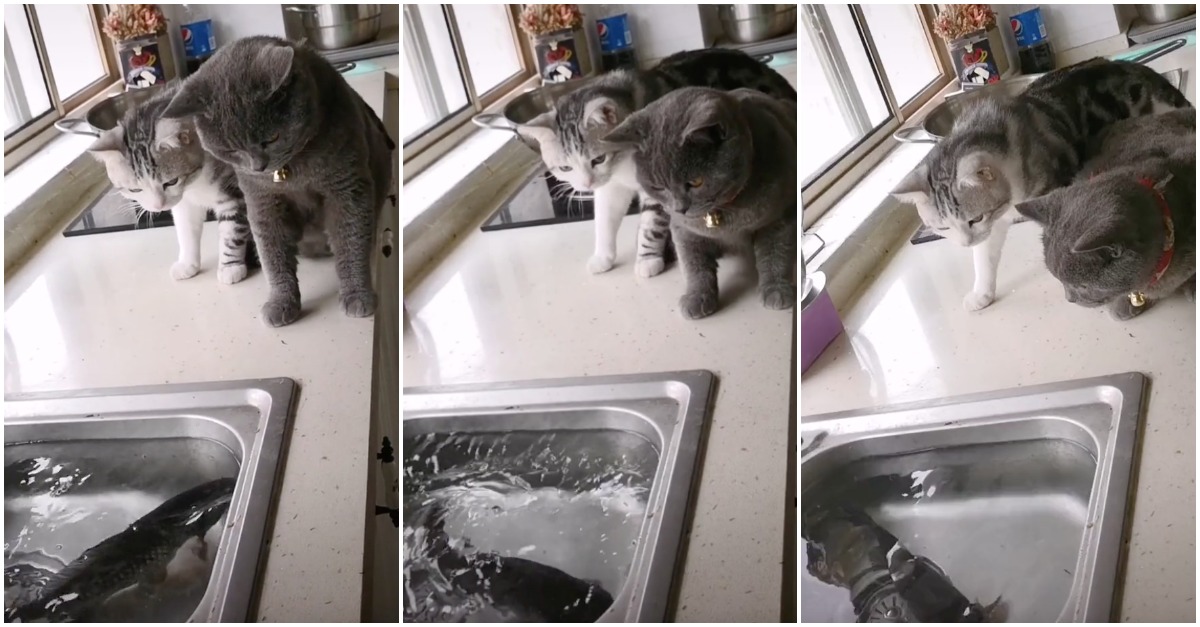 Gatos levam susto de morte ao apreciarem peixe a nadar na pia da cozinha