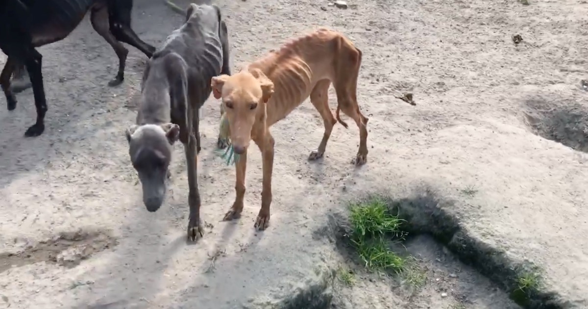 Vídeo mostra a extrema magreza dos cães de João Moura