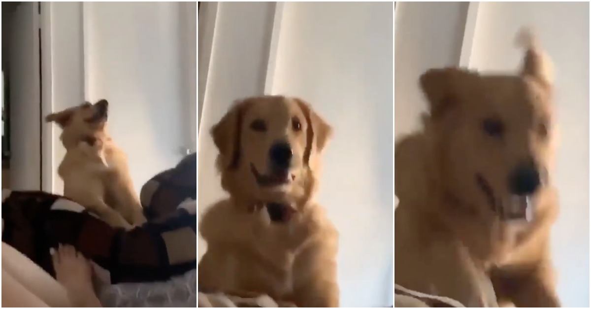 Cão encontra forma hilariante de obrigar os seus donos a saírem da cama pela manhã