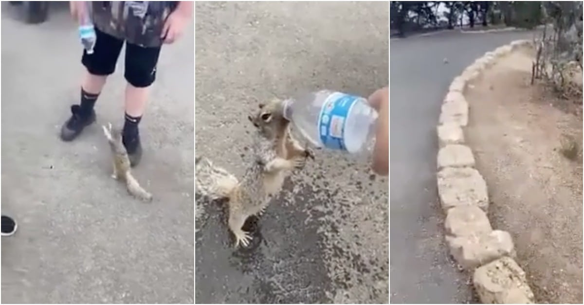 Esquilo persegue e implora por água a humano