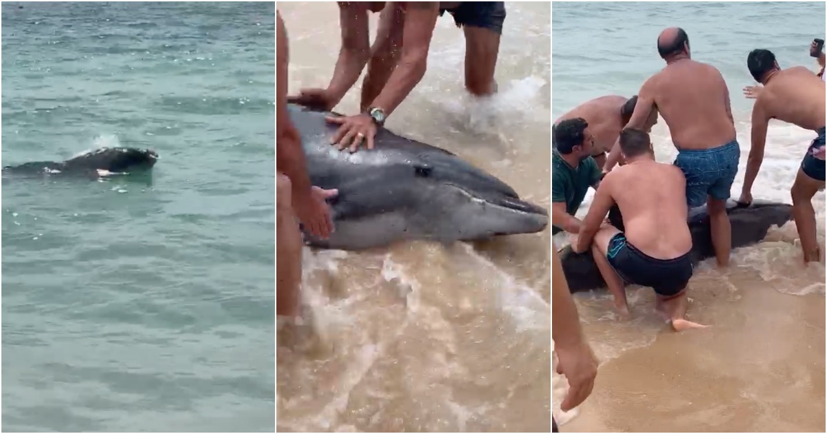 Banhistas salvam golfinho que deu à costa no Algarve