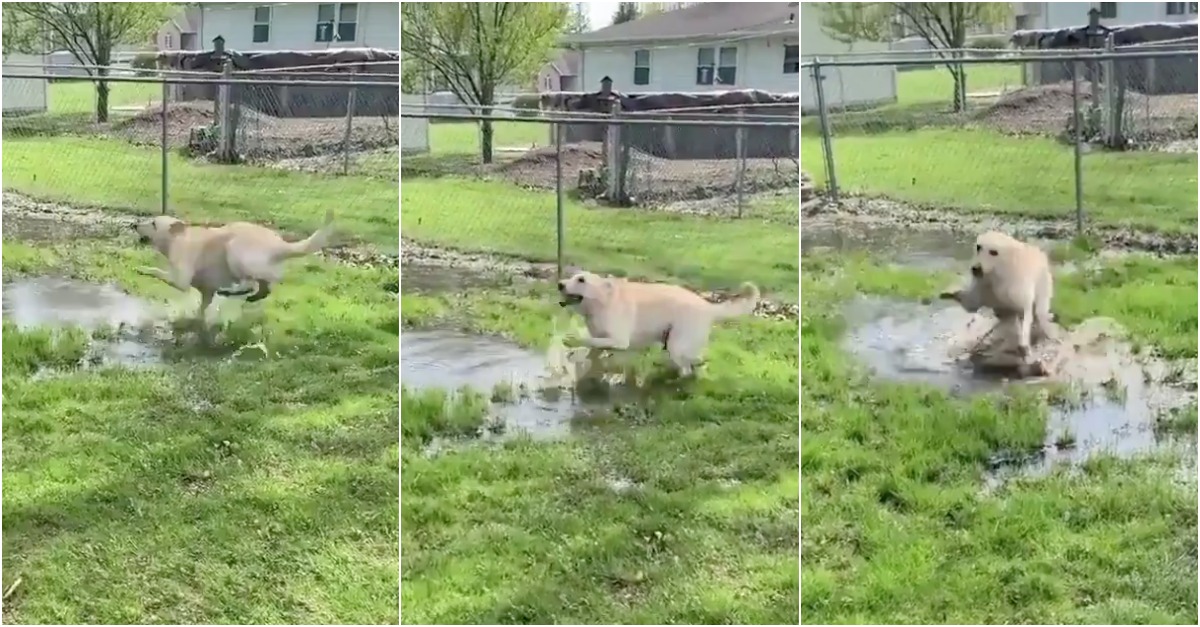 Momento em que cão cego descobre uma poça de água pela primeira vez