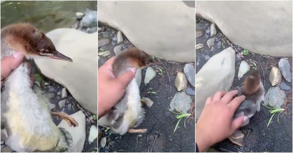 O lindo momento em que um jovem pato é devolvido à natureza após cuidarem das suas feridas