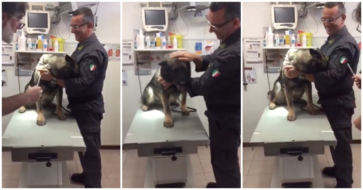 Um cão polícia valente... mas que não gosta nada de ir ao veterinário!