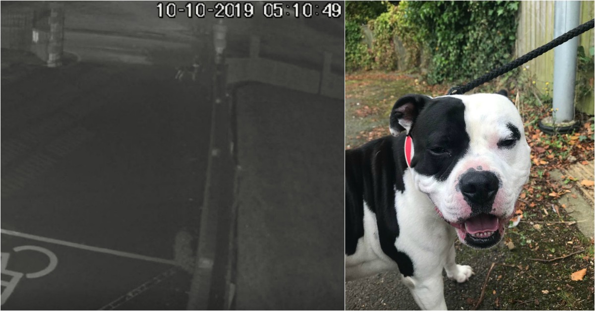 Jovem é filmado a abandonar cão à porta de lar de idosos