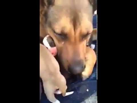 Cadela de rua chora ao oferecerem comida para ela e para os seus filhotes