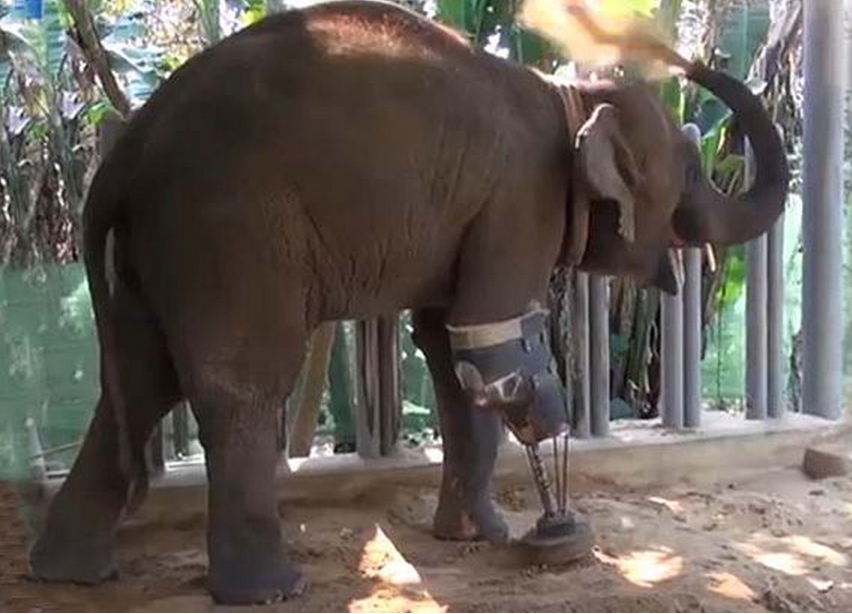 Prótese dá nova esperança a elefante que perdeu uma perna ao pisar uma mina