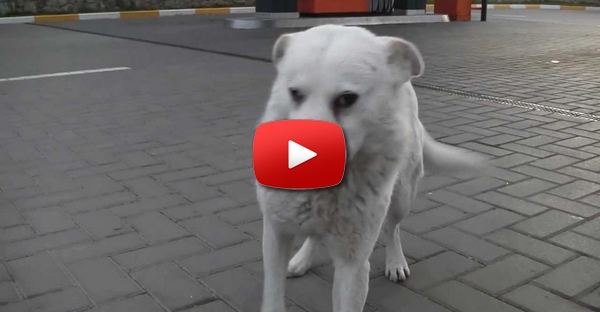 Ucranianos encontram cão inteligente e meigo perdido num posto de combustível