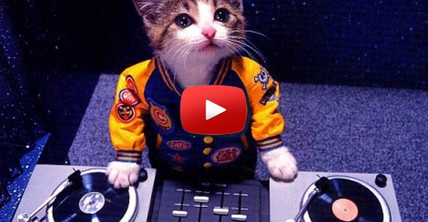 Cuidado DJs! Um trio de gatos pode roubar o teu emprego!
