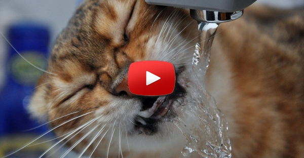 Gato adora água da fonte