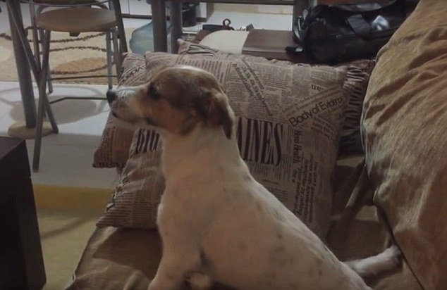 Cão tem reação hilariante ao assistir filme de terror