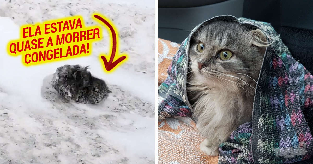 Homem salva gatinha congelada na neve e a transformação dela é incrível