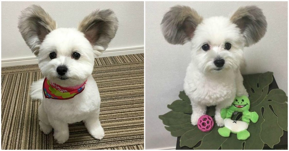 Conhece Goma... um cãozinho com orelhas de rato Mickey que está a encantar os internautas!