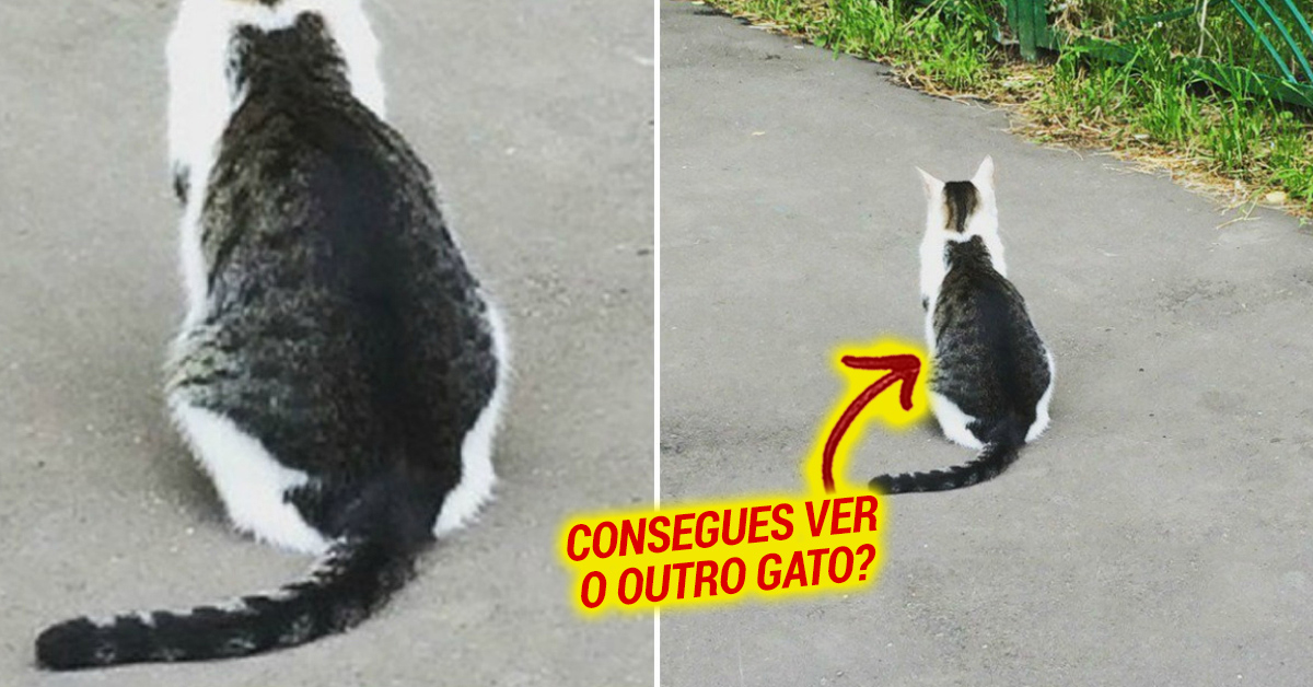 Gato com gato “estampado” no pelo torna-se viral na Internet