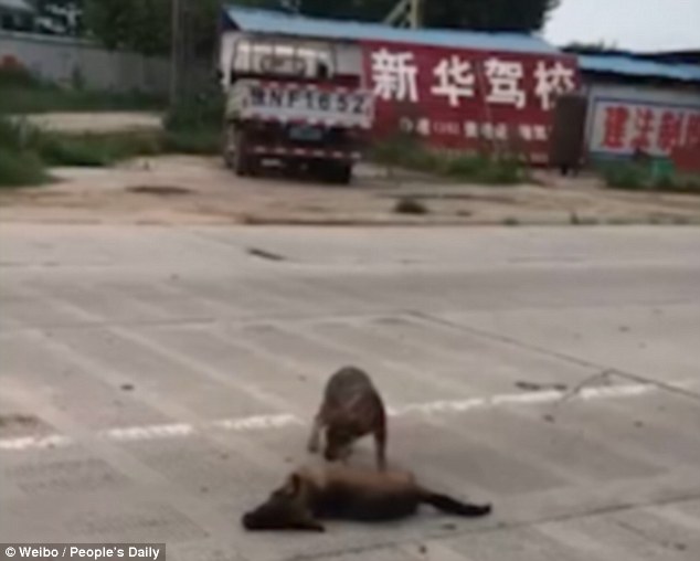 Cãozinho recusa-se a abandonar cadáver de amigo atropelado em estrada na China