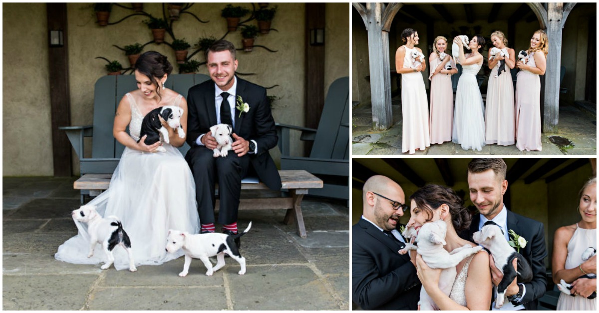 Noivos substituem buquês de flores por cãezinhos para adoção no dia do casamento