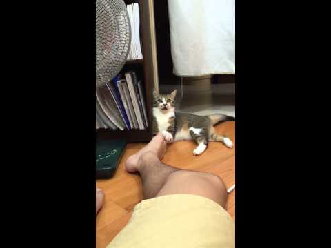 Gato reage aos pés mal cheirosos do seu dono