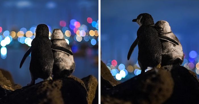Fotografo regista o momento adorável em que 2 pinguins dão um abraço