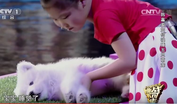 Esta rapariga consegue hipnotizar 5 animais em menos de 4 minutos