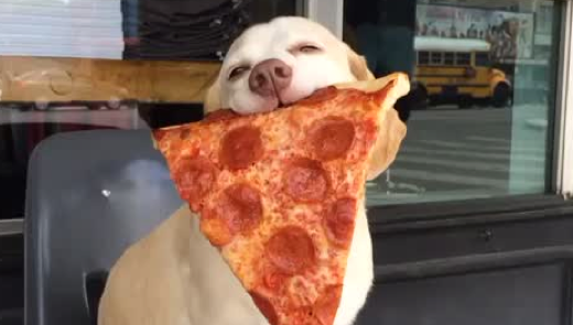 A paixão deste cão por pizza vai muito além daquilo que possas imaginar... fica louco!
