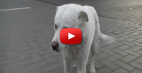 E agora a segunda parte do vídeo Ucranianos encontram cão inteligente e meigo perdido num posto de combustível