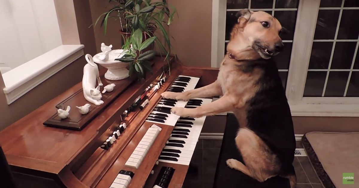 Este cão toca piano e quando se engana fica envergonhado… FOFO!