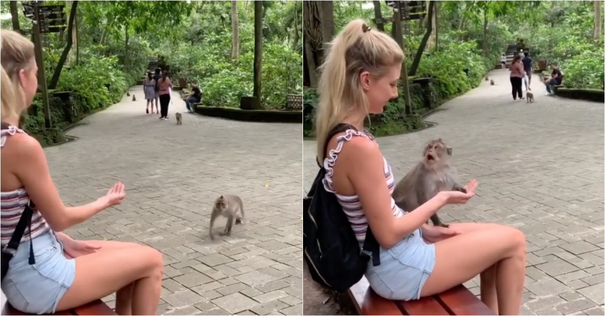 Macaco dá estalo a turista que fingiu ter comida na mão para ele