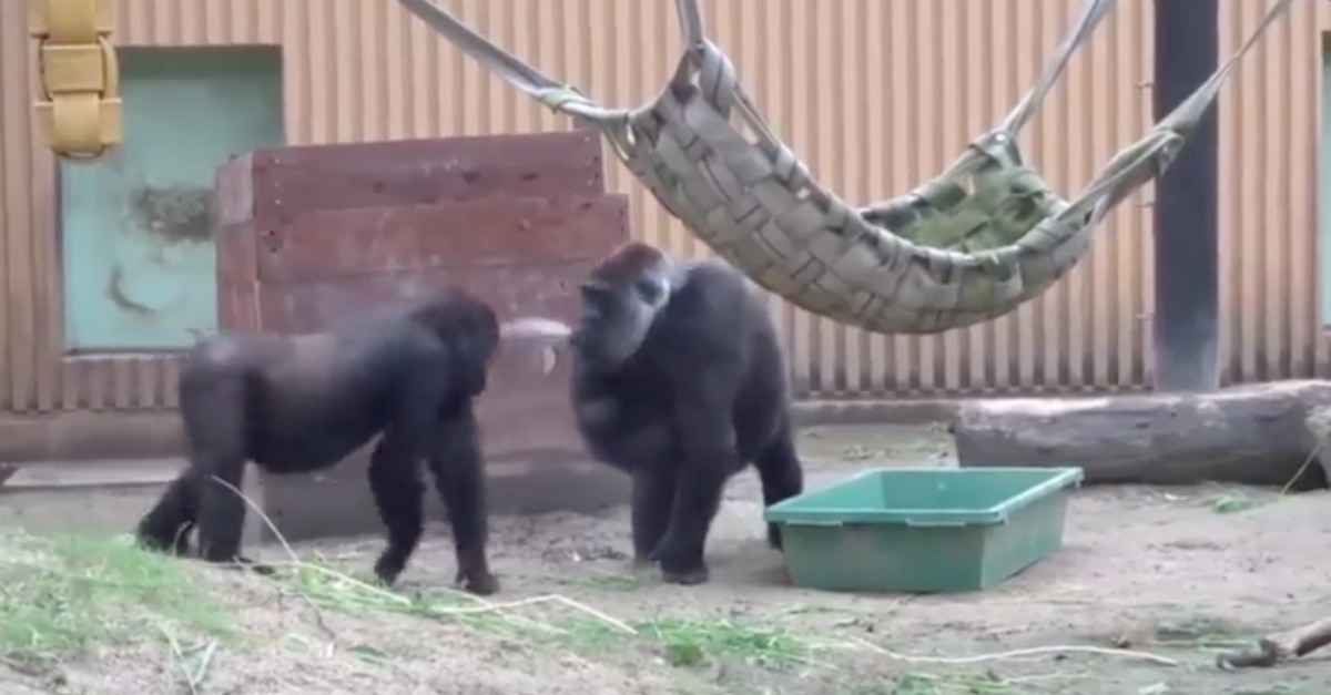 Jovem gorila com ciúmes do irmão mais novo obriga mãe a andar atenta