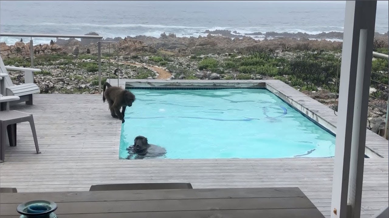 Babuínos encontram piscina privada e fazem o que é suposto
