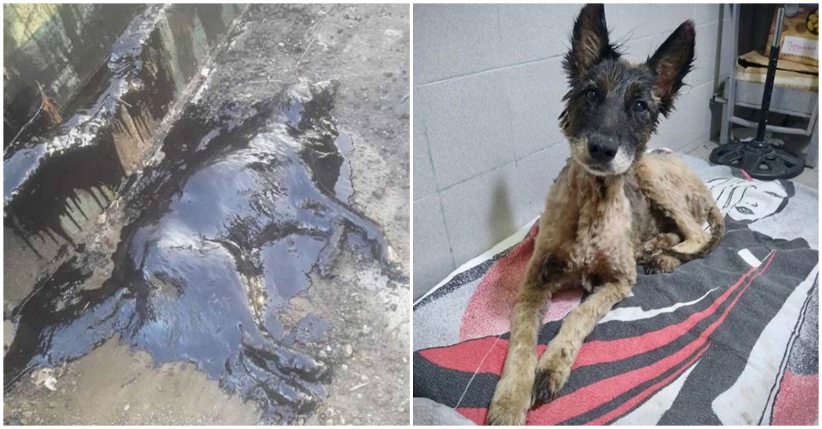 Cão completamente coberto com alcatrão é salvo numa operação de resgate que demorou 9 horas