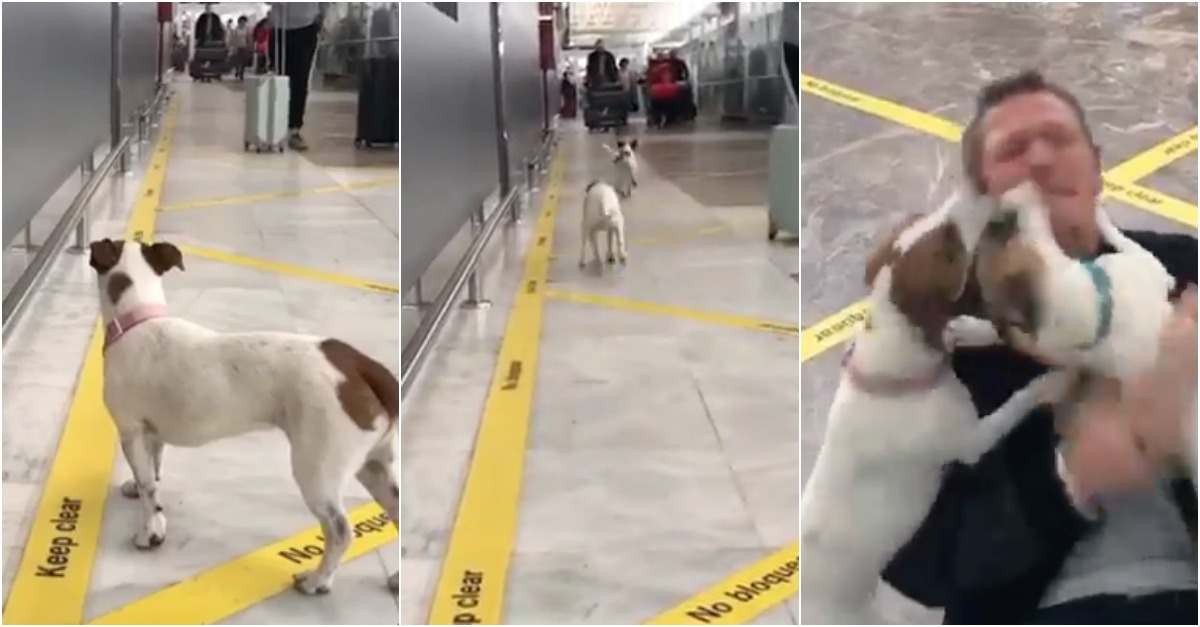 Cães transbordam felicidade ao reencontrarem dono no aeroporto