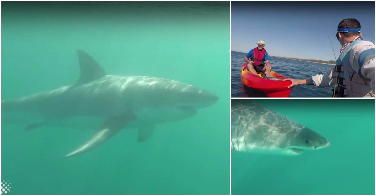 Tubarão-branco encurrala canoístas na costa sul-africana