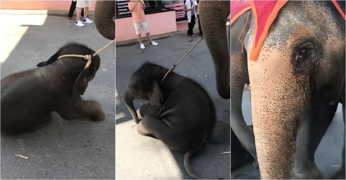 Elefante bebé colapsa com 40ºC enquanto mãe carrega turistas
