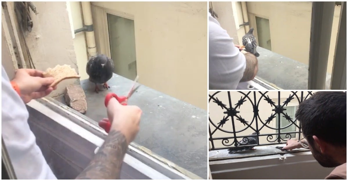 Homem ganha confiança com pombo à janela de casa para o conseguir ajudar