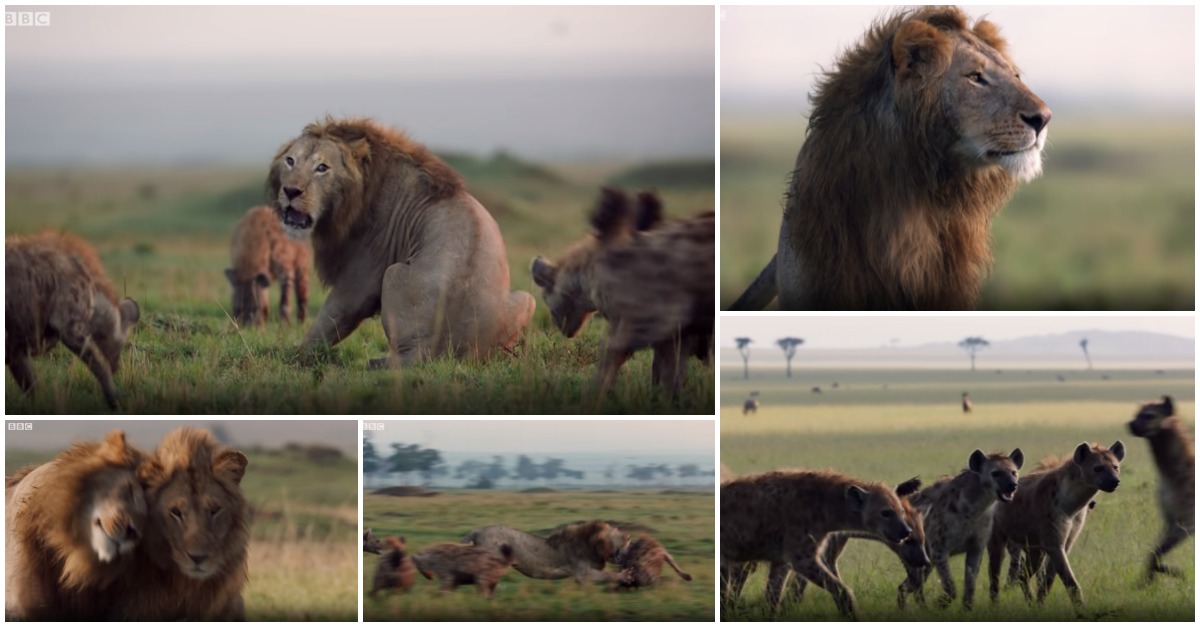O vídeo da vida selvagem mais eletrizante que verás hoje... leão contra 20 hienas!