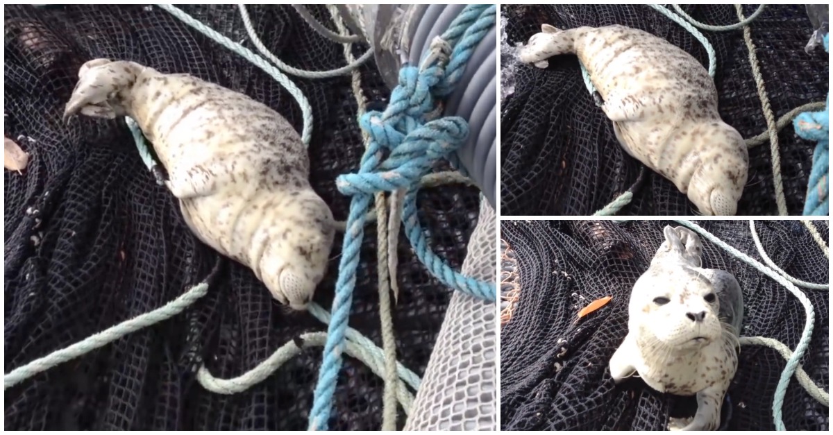 Filhote de foca apanhado a tirar uma soneca num barco de pesca