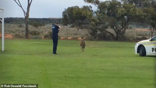 Policia dispara em canguru inúmeras vezes na Austrália do Sul