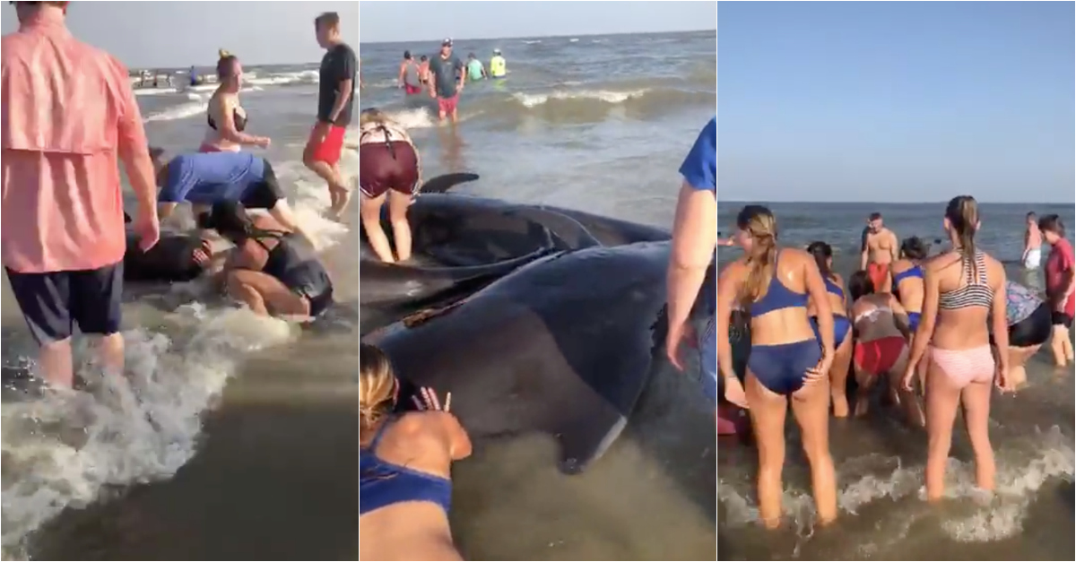 Turistas unem-se para salvar baleias que deram à costa