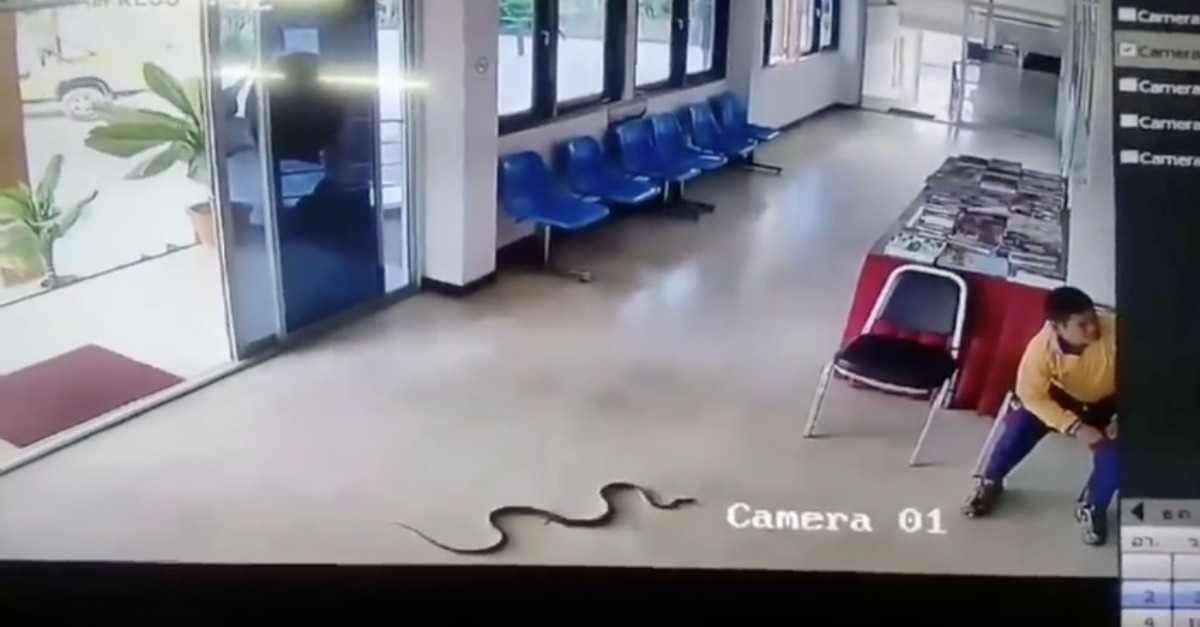 Reflexos ninja salvam homem de ser atacado por cobra numa esquadra da polícia